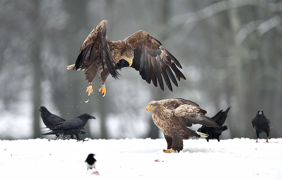 White tailed Eagle at photo workshop